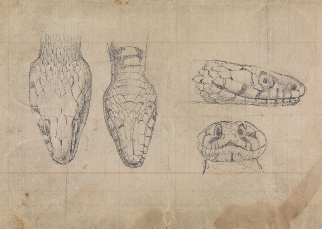 Studie af hovedet af en slange af Robert Smirke
