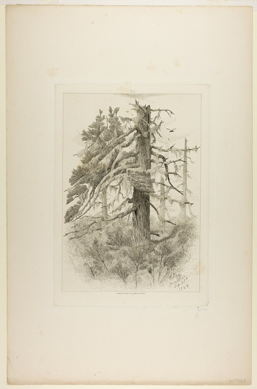 Gamle træer på Naushon Island af Robert Swain Gifford