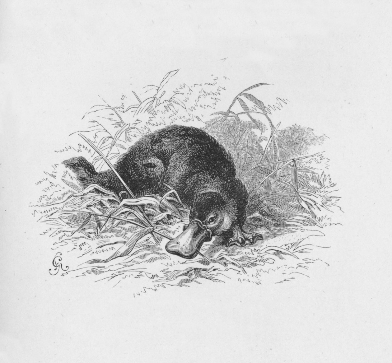 Ornithorhynchus Paradoxus, c1885, 1890 af Robert Taylor Pritchett