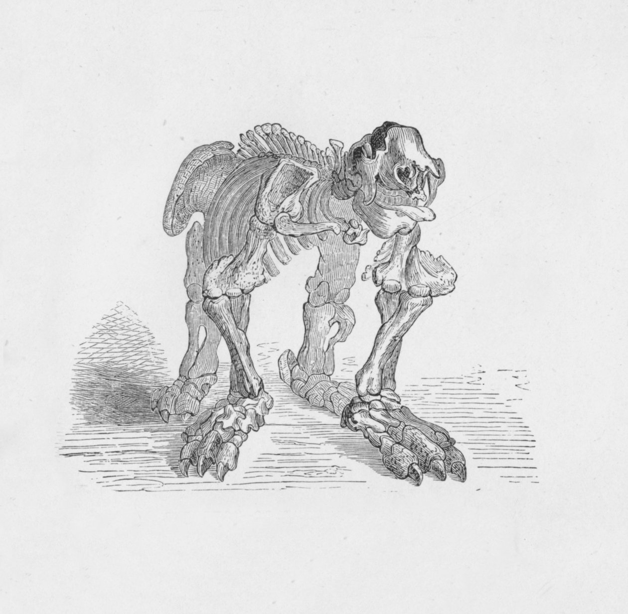 Skelet af Megatherium, c1885, 1890 af Robert Taylor Pritchett
