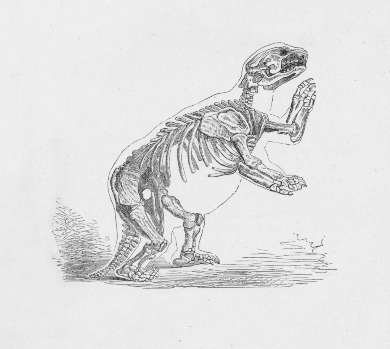 Skelet af Mylodon Darwinii, c1885, 1890 af Robert Taylor Pritchett