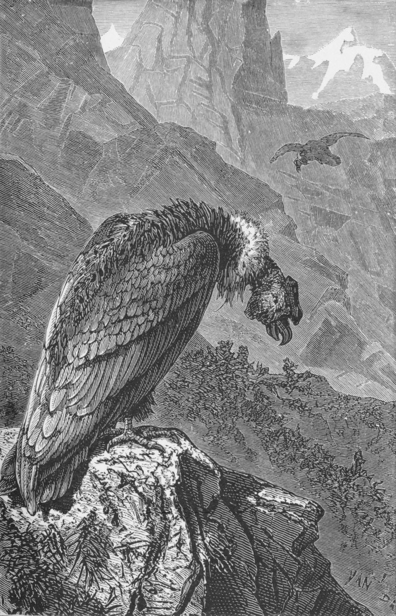 The Condor, c1885, 1890 af Robert Taylor Pritchett