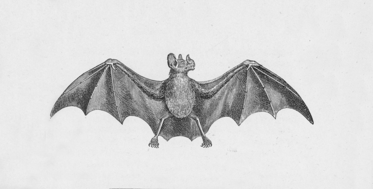 Vampyr flagermus, c1885, 1890 af Robert Taylor Pritchett