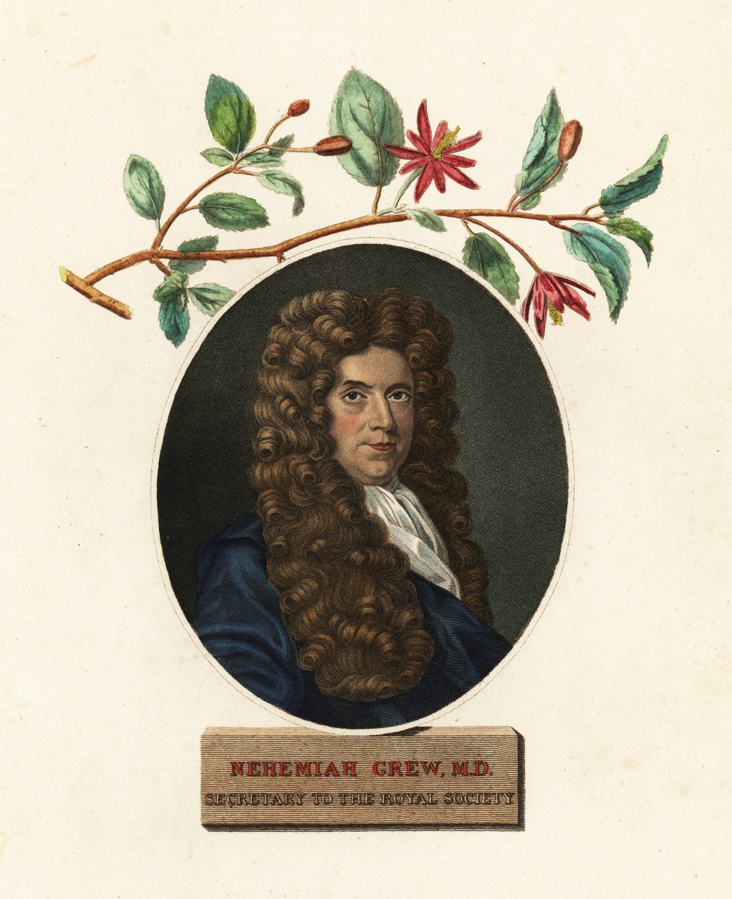 Portræt af Nehemiah Grew, læge og botaniker.1809 (gravering) af Robert White