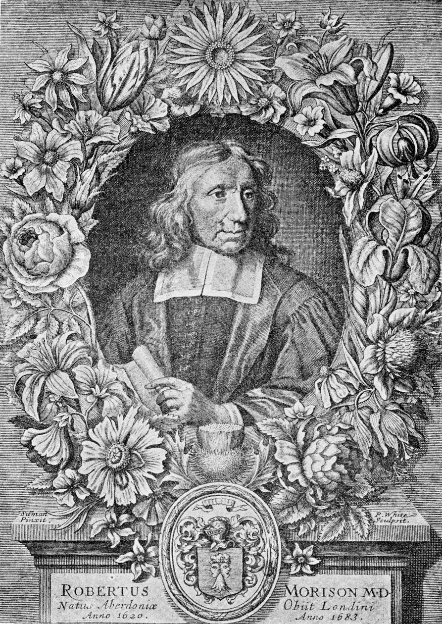 Robert Morison, 1680 af Robert White