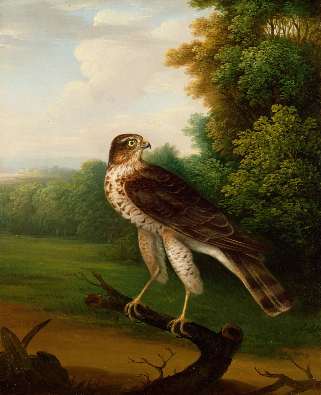 En ung kvindelig høg, et år gammel (olie på lærred) af Robert Wilkinson Padley