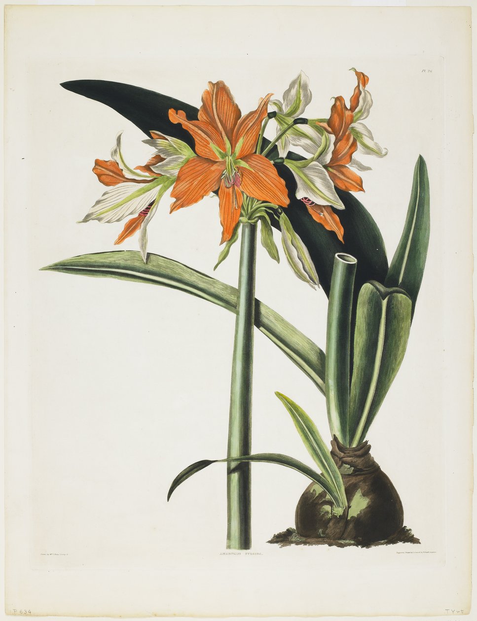 Amaryllis fulgida (Stribet-Tubed Amaryllis), 1831-34 (akvatinte med gravering, trykt i farver og håndkoloreret) af Robert the Younger Havell