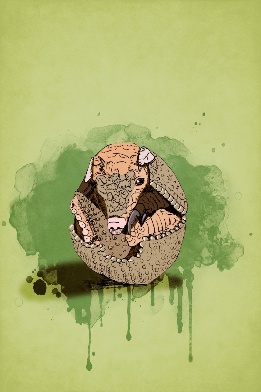 Baby Armadillo, 2022 (digital) af Roberta Murray