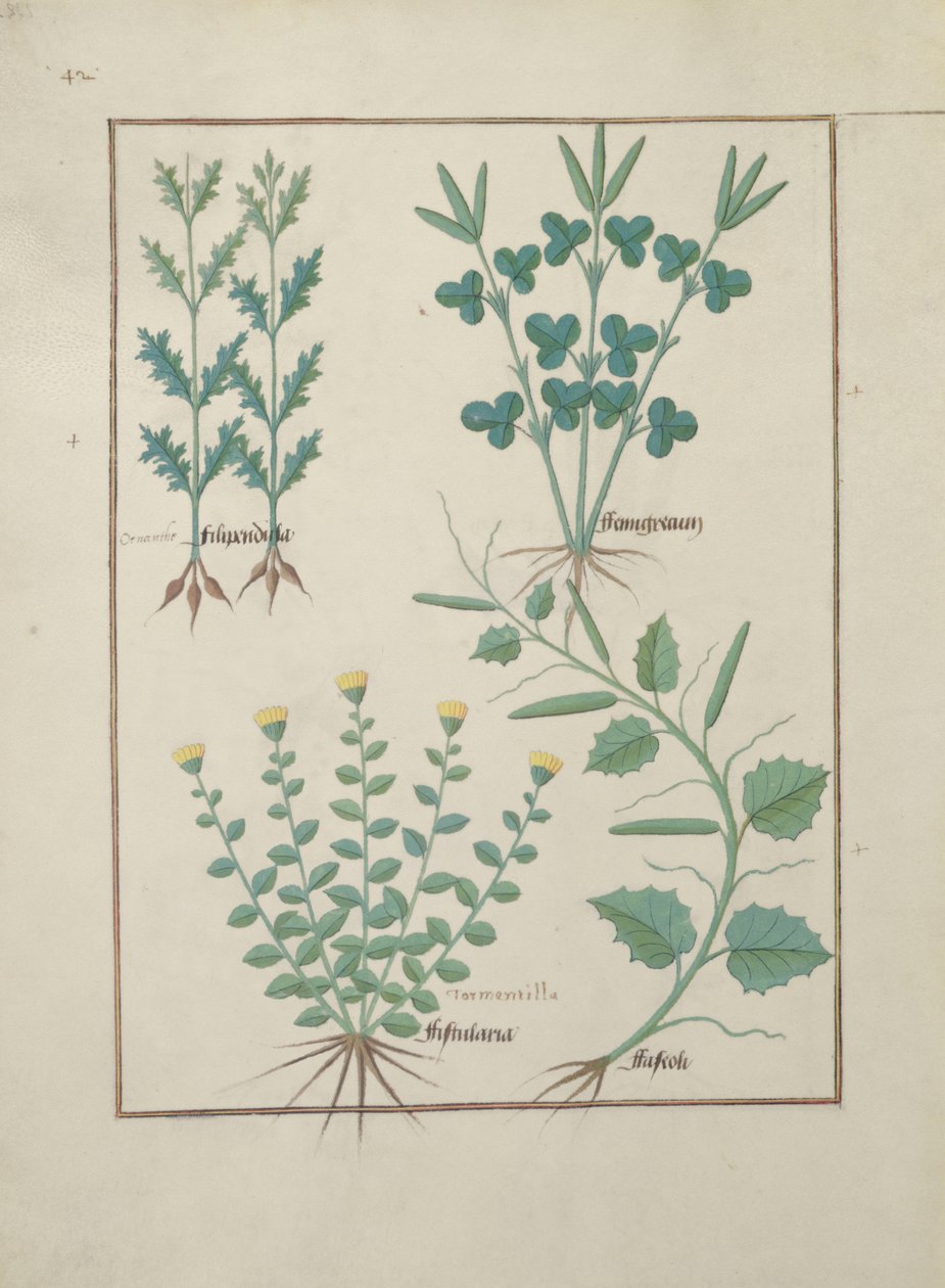Fru Fr. Fv VI #1 f.132v Øverste række: Filipendula. Nederste række: Fistularia og Faseolus, illustration fra The Book of Simple Medicines, af Mattheaus Platearius (d.c.1161) c.1470 af Robinet Testard
