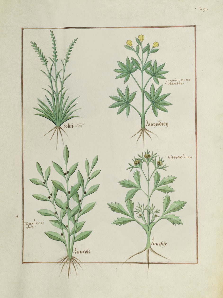 Fru Fr. Fv VI #1 fol. 126r Øverste række: Lolni og Geranium. Nederste række: Daphnoides og Persille, illustration fra The Book of Simple Medicines, af Matteaus Platearius (d.c.1161) c.1470 af Robinet Testard