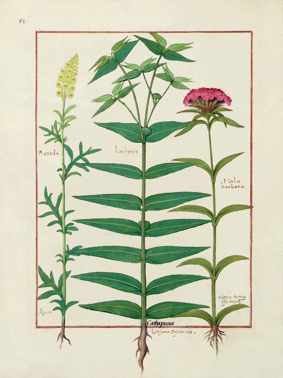Reseda, Euphorbia og Dianthus, Illustration fra Book of Simple Medicines af Mattheaus Platearius 1 af Robinet Testard
