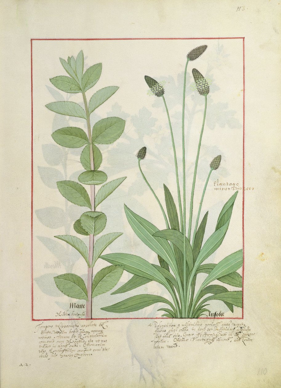 Mynte og plantain, eller ribbenurt, illustration fra The Book of Simple Medicines af Mattheaus Platearius 113 af Robinet Testard
