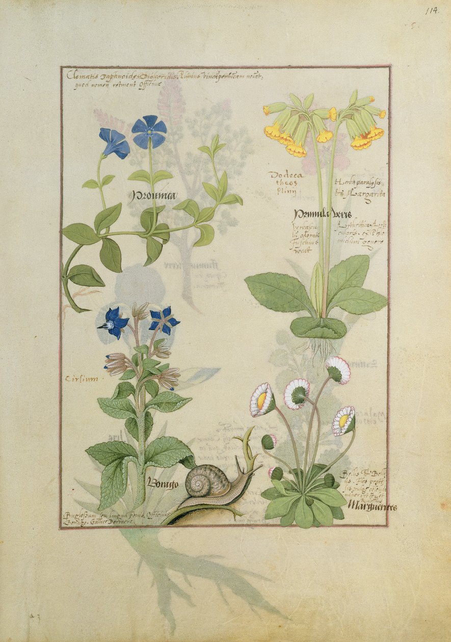 Blå klematis eller kragefod og primula. Nederste række Borage eller Forglemmigej og Marguerita Daisy af Robinet Testard