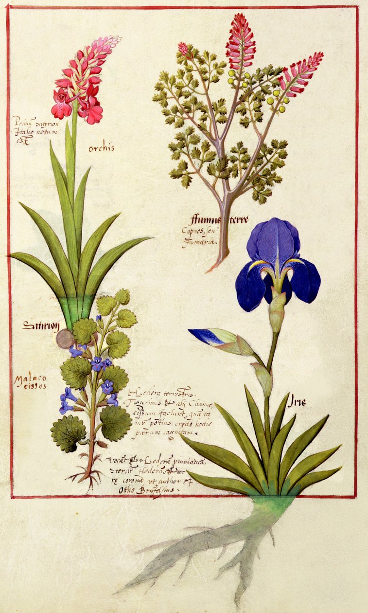 Øverste række: Orchid and Fumitory eller Bleeding Heart. Nederste række: Hedera og Iris, illustration fra The Book of Simple Medicines af Matthaeus Platearius 114v af Robinet Testard