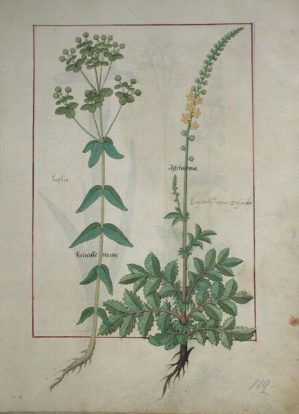 Fru Fr. Fv VI #1 fol.115 Reveille Matin og Agrimonia, illustration fra The Book of Simple Medicines af Mattheaus Platearius (d.c.1161) c.1470 af Robinet Testard