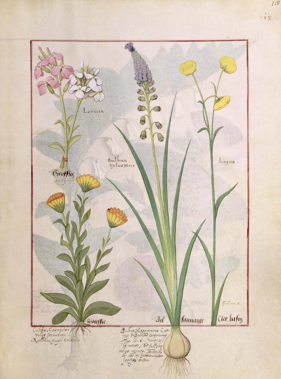 Illustration fra Book of Simple Medicines af Mattheaus Platearius 118r af Robinet Testard