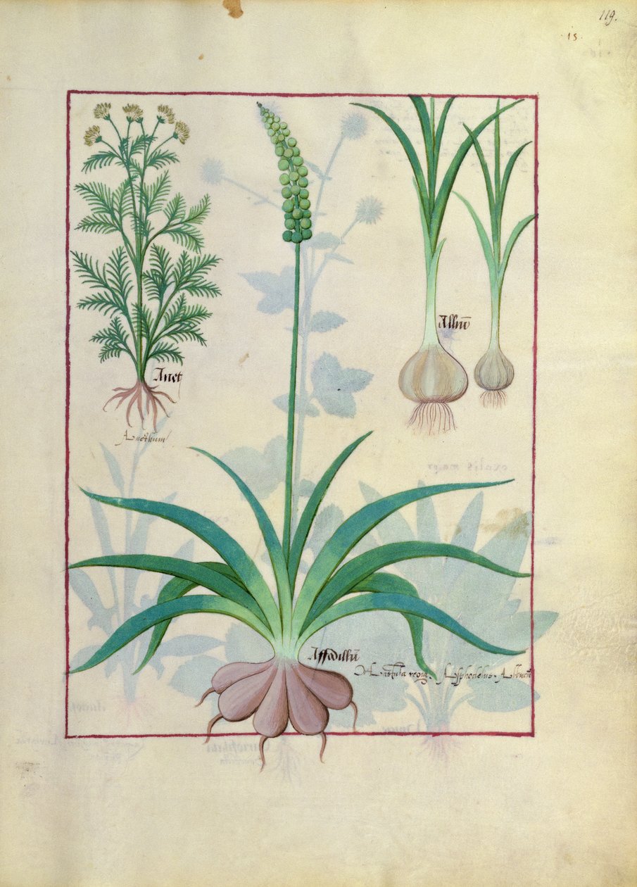 Hvidløg og andre planter, illustration fra The Book of Simple Medicines af Mattheaus Platearius af Robinet Testard
