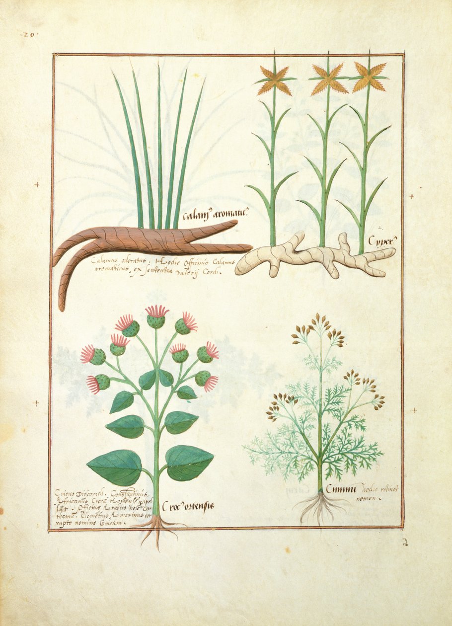 Cyperus, Calamus, Crocus ostensis, illustration fra The Book of Simple Medicines af Mattheaus Platearius 119v af Robinet Testard