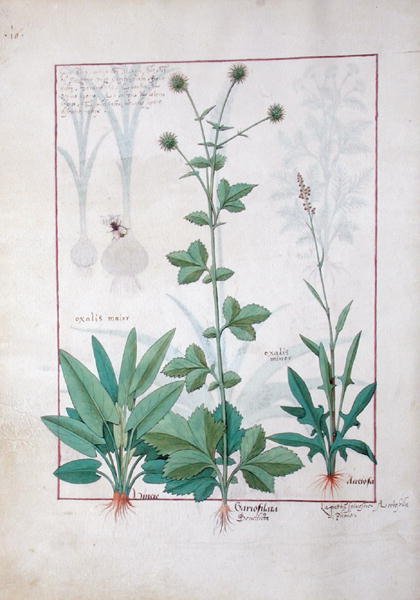 Fru Fr. Fv VI #1 fol.119v Sorrel og Gariofilata (Benedicta Wood) illustration fra The Book of Simple Medicines af Mattheaus Platearius (d.c.1161) c.1470 af Robinet Testard