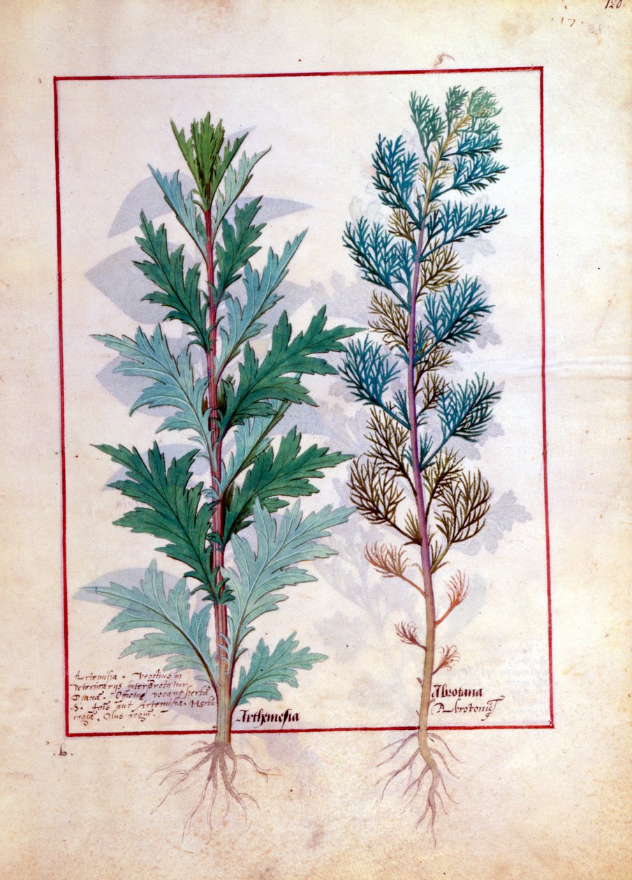 To sorter af Artemesia, illustration fra The Book of Simple Medicines af Mattheaus Platearius 120r af Robinet Testard