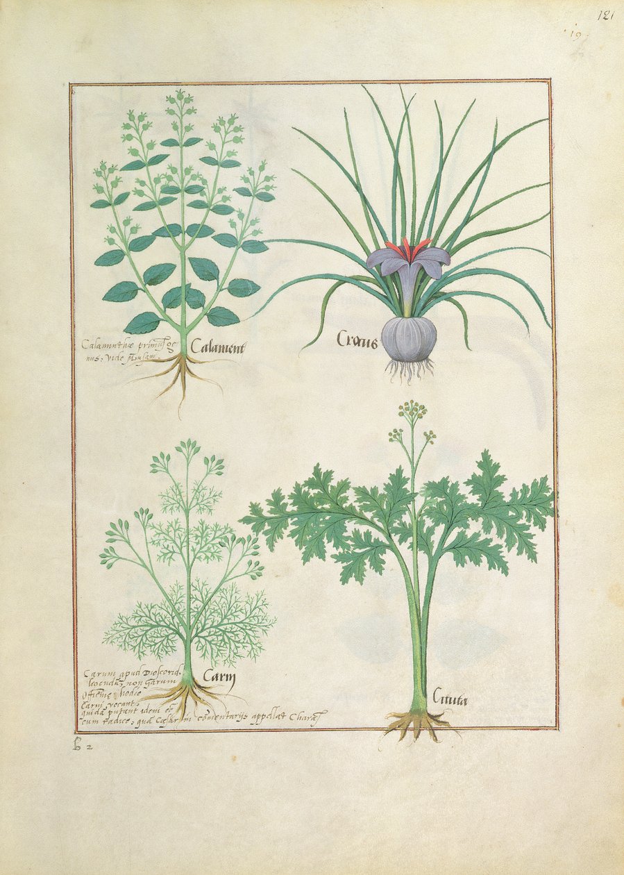 Calamint, Crocus, Carraway og Citusa, illustration fra The Book of Simple Medicines af Mattheaus Platearius 121r af Robinet Testard