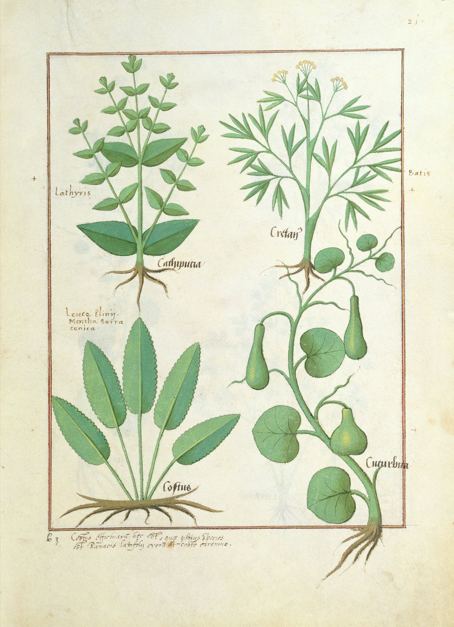 Euphorbia Lathyris, bøgeurt, mynte og figen, illustration fra The Book of Simple Medicine af Mattheaus Platearius 122 af Robinet Testard