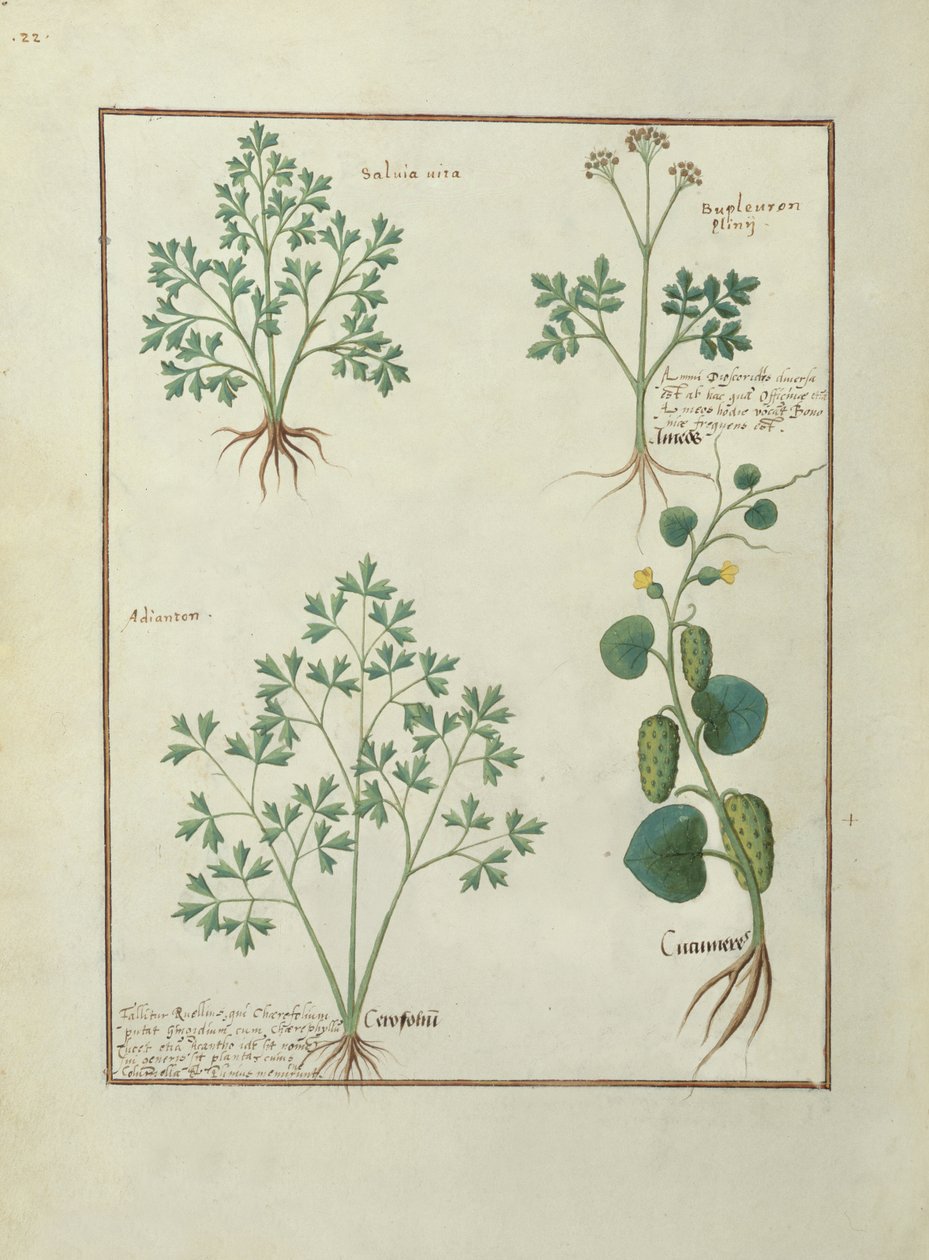 Fru Fr. Fv VI #1 fol.122v Øverste række: Salvie og Bupleurum, illustration fra The Book of Simple Medicines af Mattheaus Platearius (d.c.1161) c.1470 af Robinet Testard