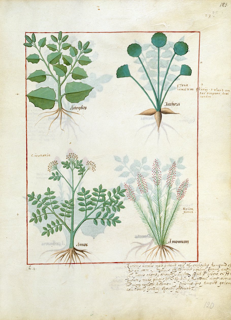 Salt Bush og Anthora. Nederste række: Absinthium og kardemomme, illustration fra The Simple Book of Medicine af Matthaeus Platearius 123r af Robinet Testard