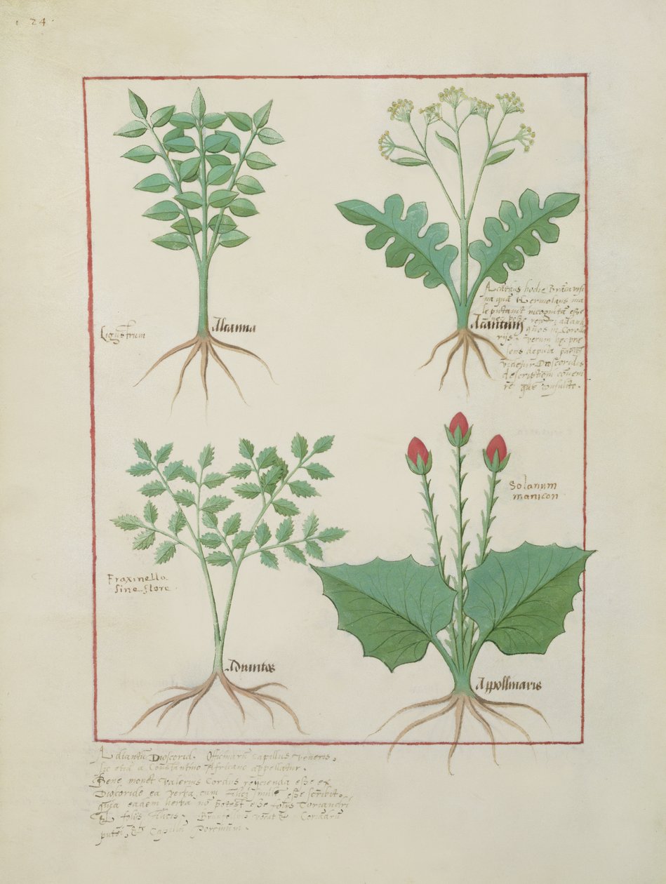 Fru Fr. Fv VI #1 fol.123v Øverste række: Ligustrum og Acanthus. Nederste række: Græsplante og Apollinaris, illustration fra The Book of Simple Medicines, af Matthaeus Platearius (d.c.1161) c.1470 af Robinet Testard