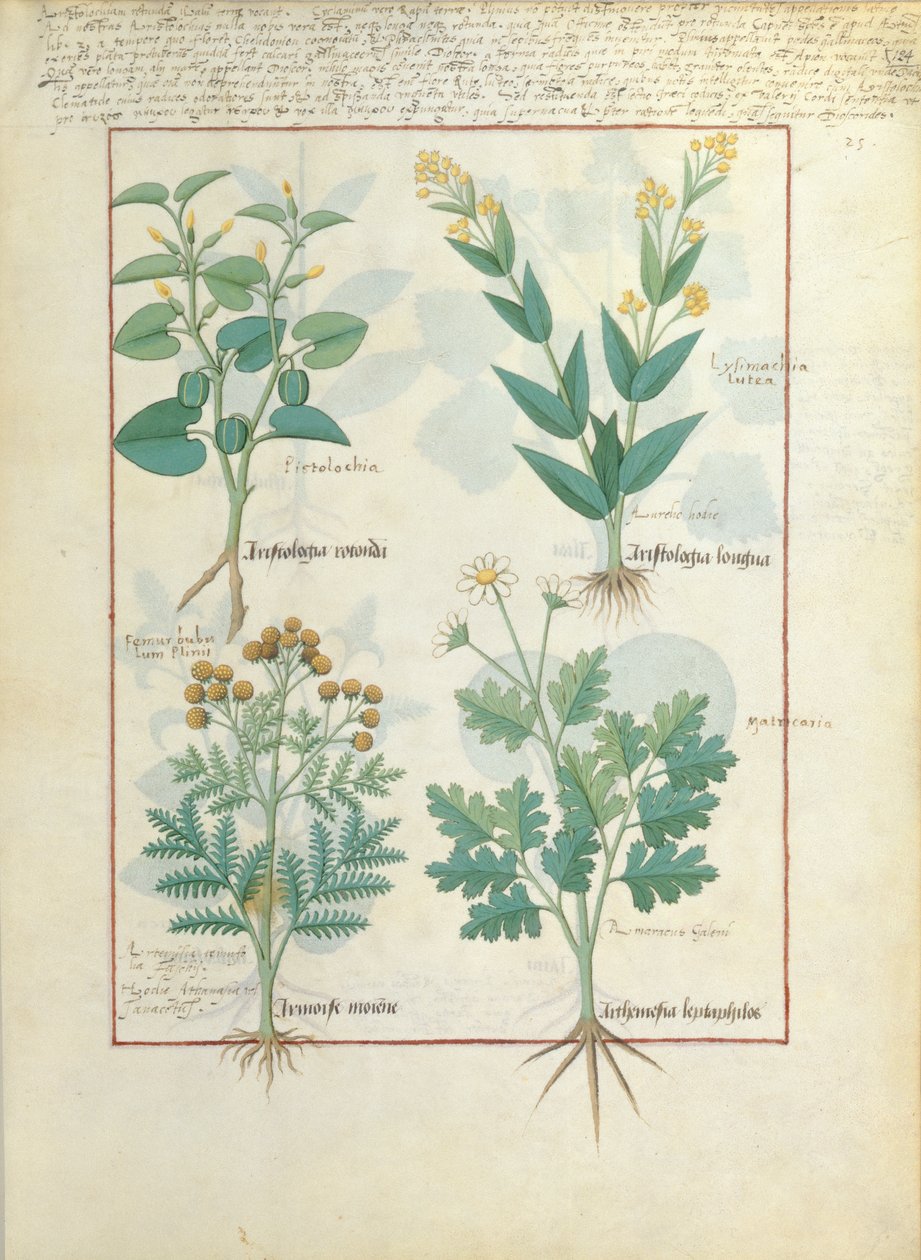 Øverste række: Aristolochia Rotundi og Aristolochia Longua. Nederste række: Armoise og Artemesia, illustration fra The Simple Book of Medicine, af Matteaus Platearius 124r af Robinet Testard