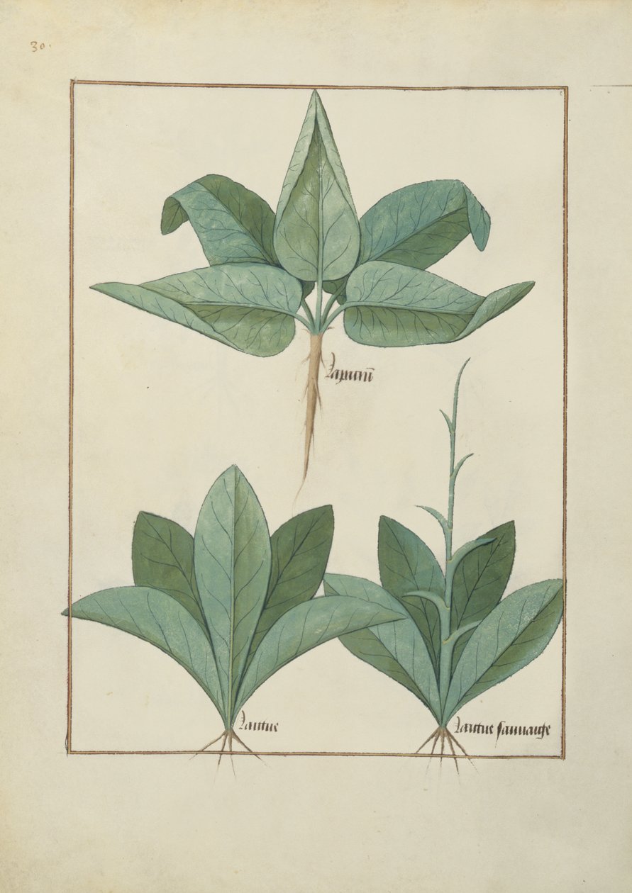 Fru Fr. Fv VI #1 fol.126v Illustration fra Book of Simple Medicines af Mattheaus Platearius (d.c.1161) c.1470 af Robinet Testard