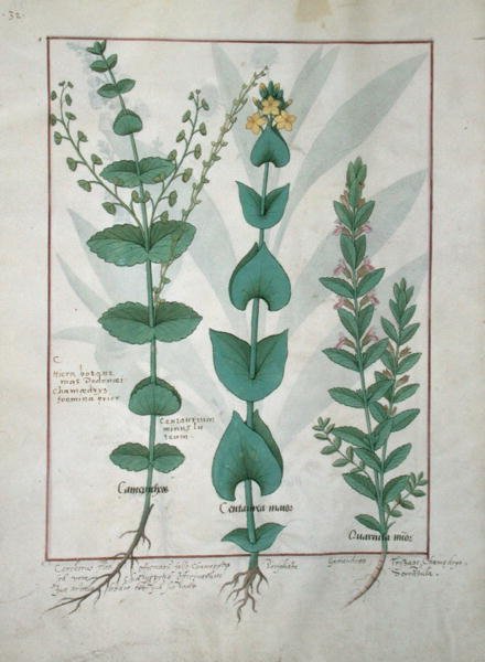 Fru Fr. Fv VI #1 fol.127v Chamaedrys, Common Centaury and Germander, illustration fra The Book of Simple Medicines, af Mattheaus Platearius (d.c.1161) c.1470 af Robinet Testard