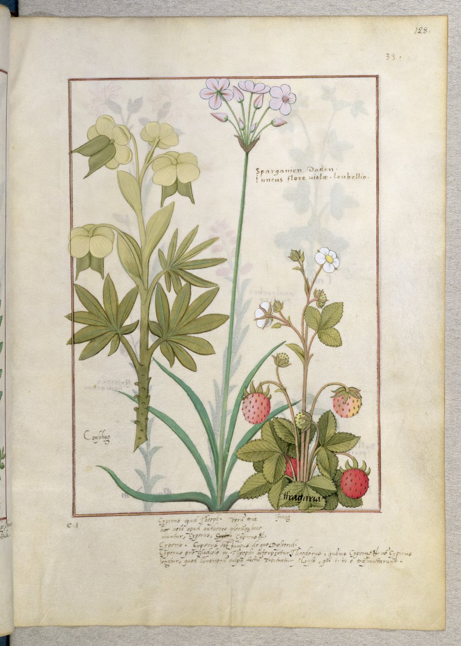 Consiligo, Burreed og Strawberry, illustration fra The Book of Simple Medicines, af Mattheaus Platearius 128r af Robinet Testard