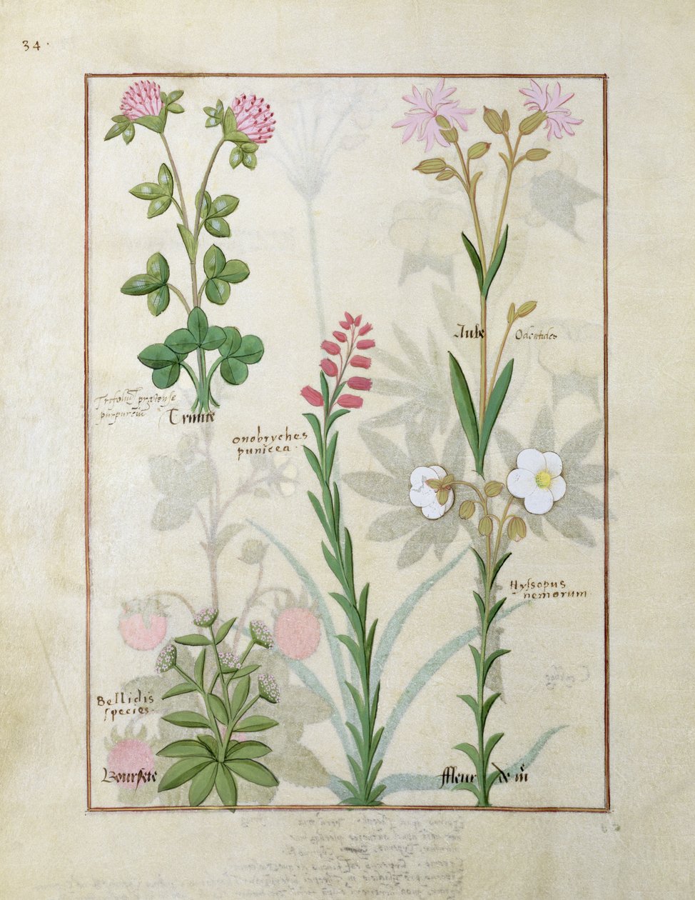 Øverste række Rødkløver og Aube. Nederste række Bellidis-arter, Onobrychis og Hyssopus nemorum, illustration fra The Book of Simple Medicines, af Mattheaus Platearius af Robinet Testard