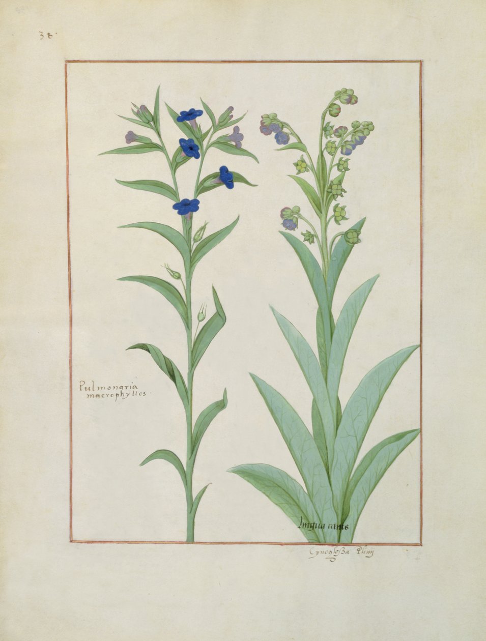 Fru Fr. Fv VI #1 fol.130v Pulmonaria og Lungwort, illustration fra The Book of Simple Medicines, af Mattheaus Platearius (d.c.1161) c.1470 af Robinet Testard