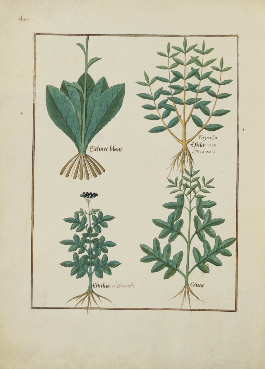 Fru Fr. Fv VI #1 fol.131v Illustration fra Book of Simple Medicines af Mattheaus Platearius (d.c.1161) c.1470 af Robinet Testard