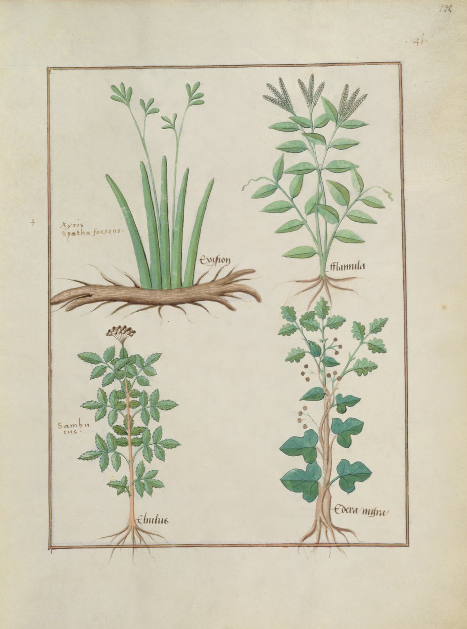 Fru Fr. Fv VI #1 fol.132r Øverste række: Xyris og Spydeurt. Nederste række: Hyldebær og Hedera, illustration fra The Book of Simple Medicines, af Mattheaus Platearius (d.c.1161) c.1470 af Robinet Testard