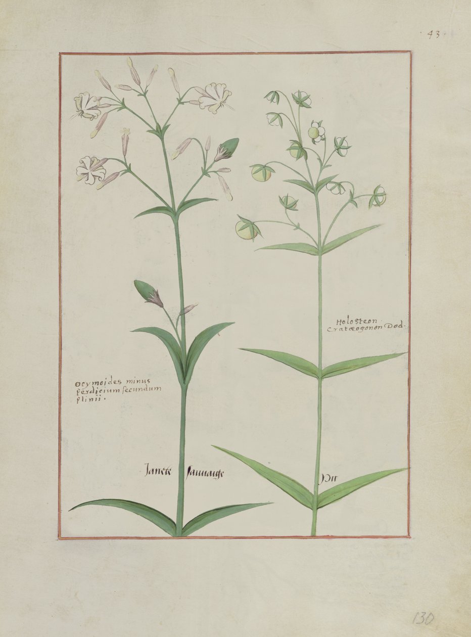Fru Fr. Fv VI #1 fol.133v Illustration fra The Book of Simple Medicines af Mattheaus Platearius (d.c.1161) c.1470 af Robinet Testard