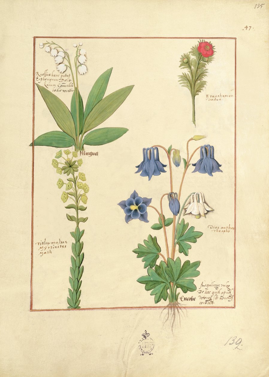 Illustration fra The Book of Simple Medicines af Mattheaus Platearius 135r af Robinet Testard