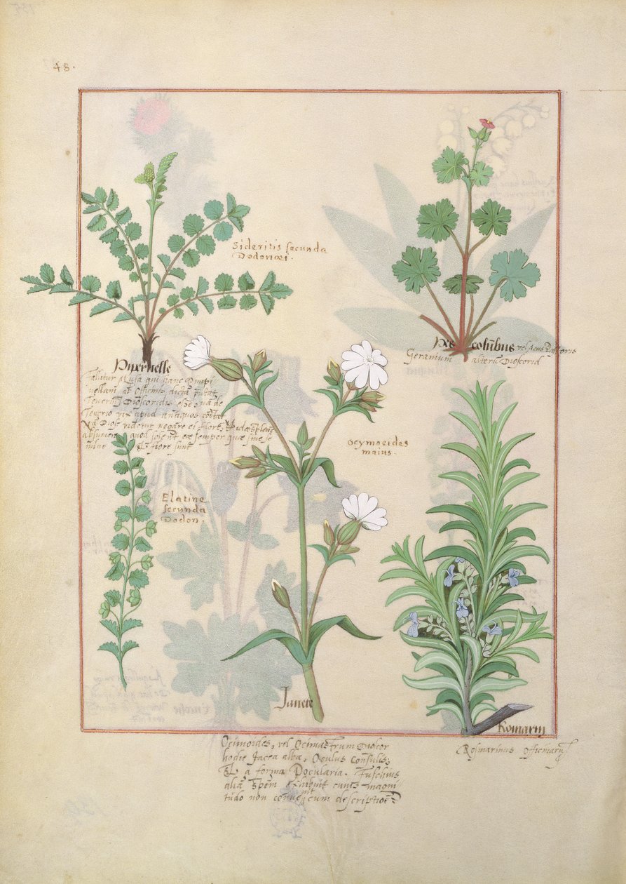 Illustration fra The Book of Simple Medicines af Mattheaus Platearius 135r af Robinet Testard