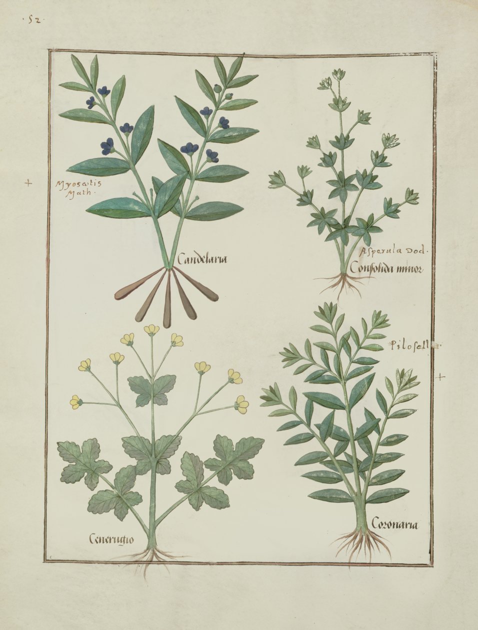 Fru Fr. Fv VI #1 fol.137v Illustration fra Book of Simple Medicines af Mattheaus Platearius (d.c.1161) c.1470 af Robinet Testard