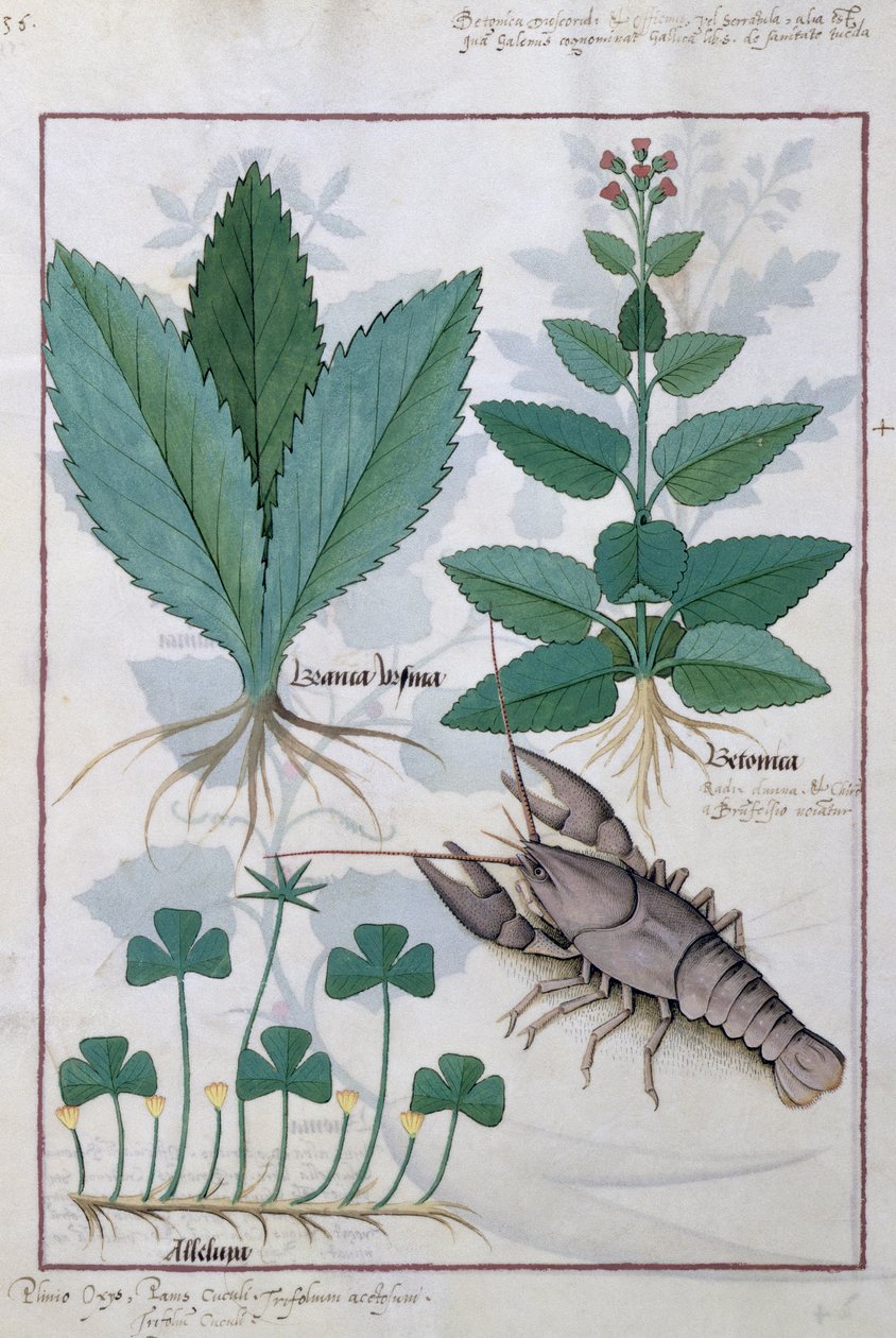 Illustration fra Mattheaus Platearius