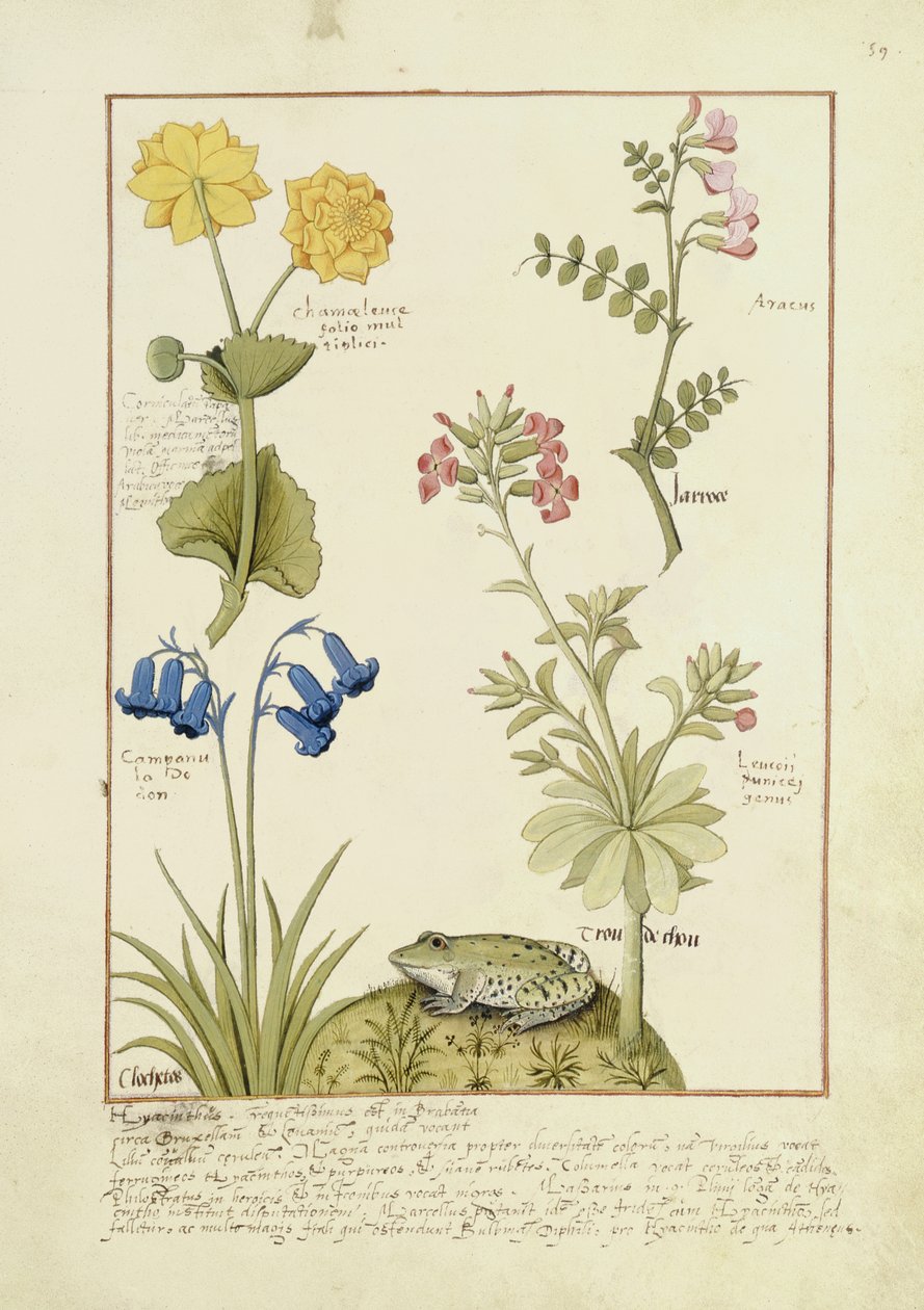 Illustration fra Mattheaus Platearius Platearius 141r, bog om enkle lægemidler af Mattheaus af Robinet Testard