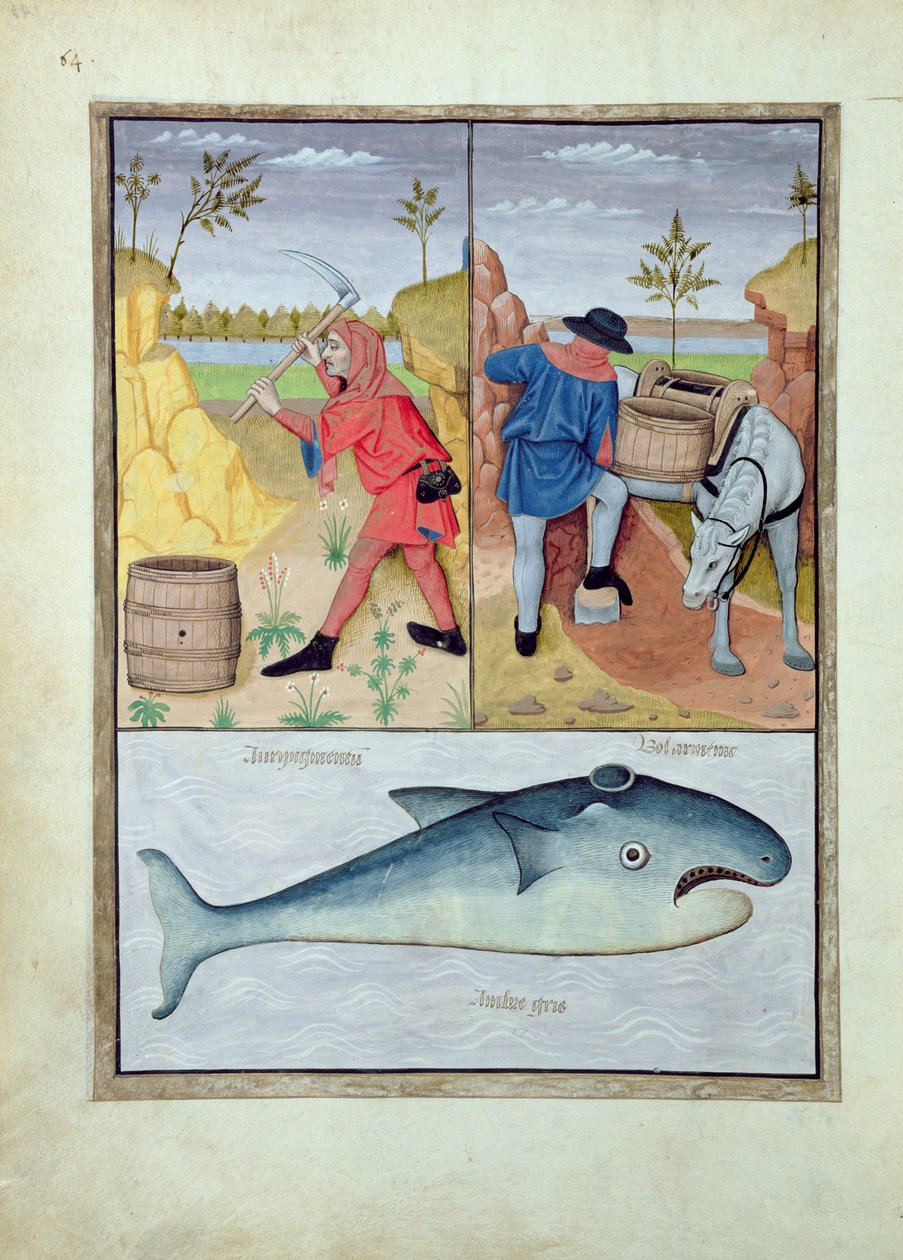 Illustration fra Book of Simple Medicines af Mattheus Platearius 143v af Robinet Testard