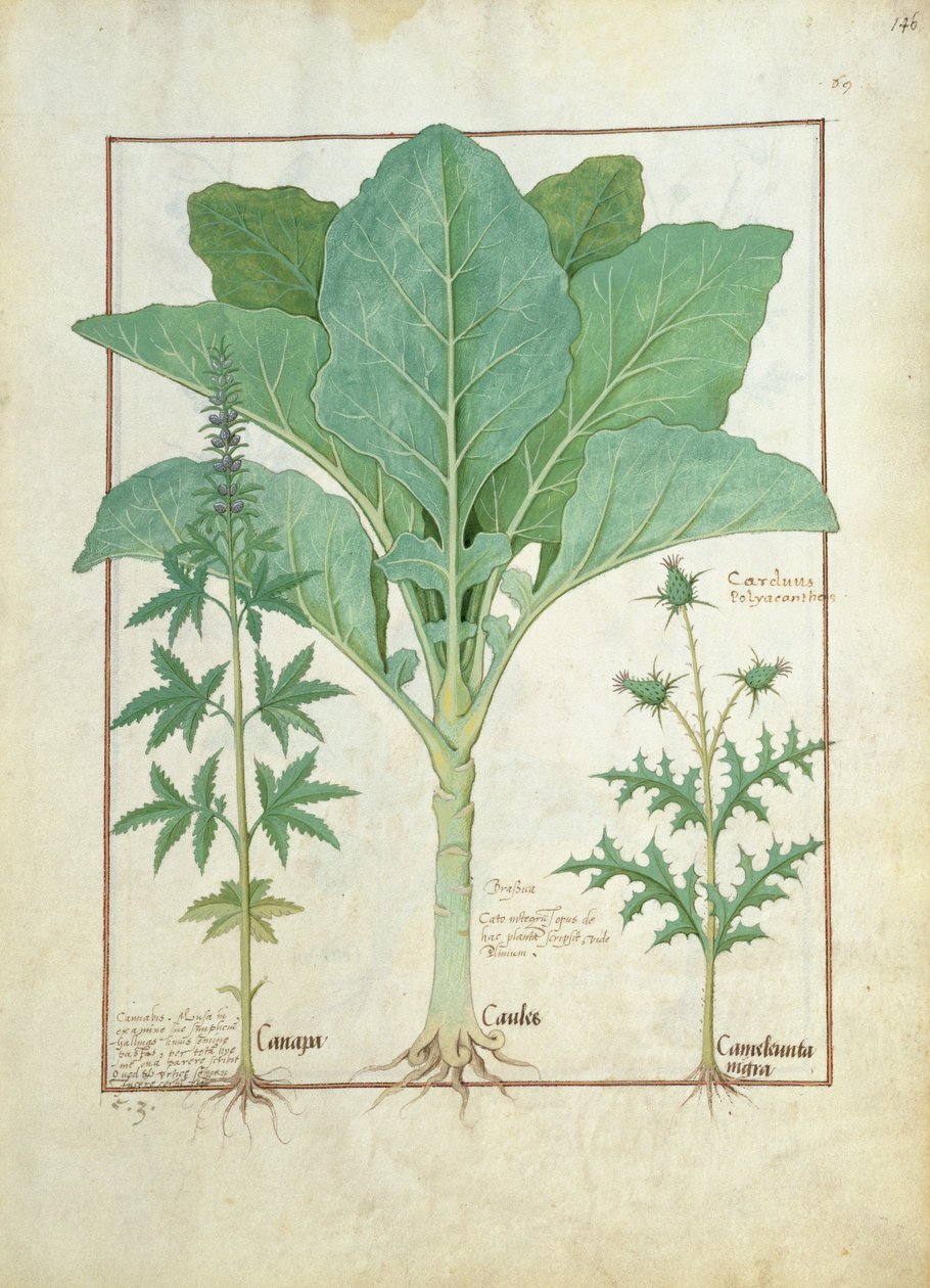 Cannabis, Brassica og Tidsel, Illustration fra Mattheaus Platearius