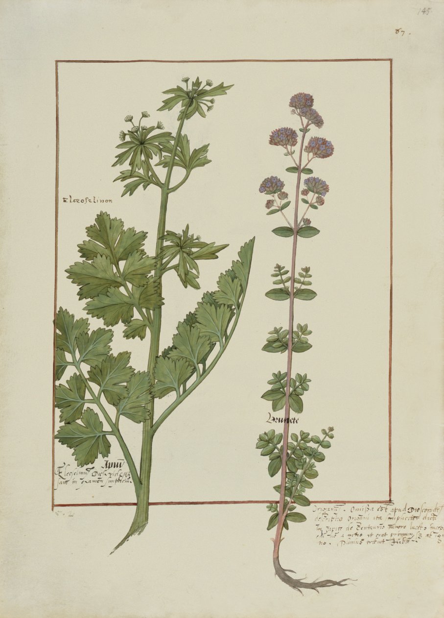Fru Fr. Fv VI #1 fol.145r Illustration fra Book of Simple Medicines af Mattheaus Platearius (d.c.1161) c.1470 af Robinet Testard