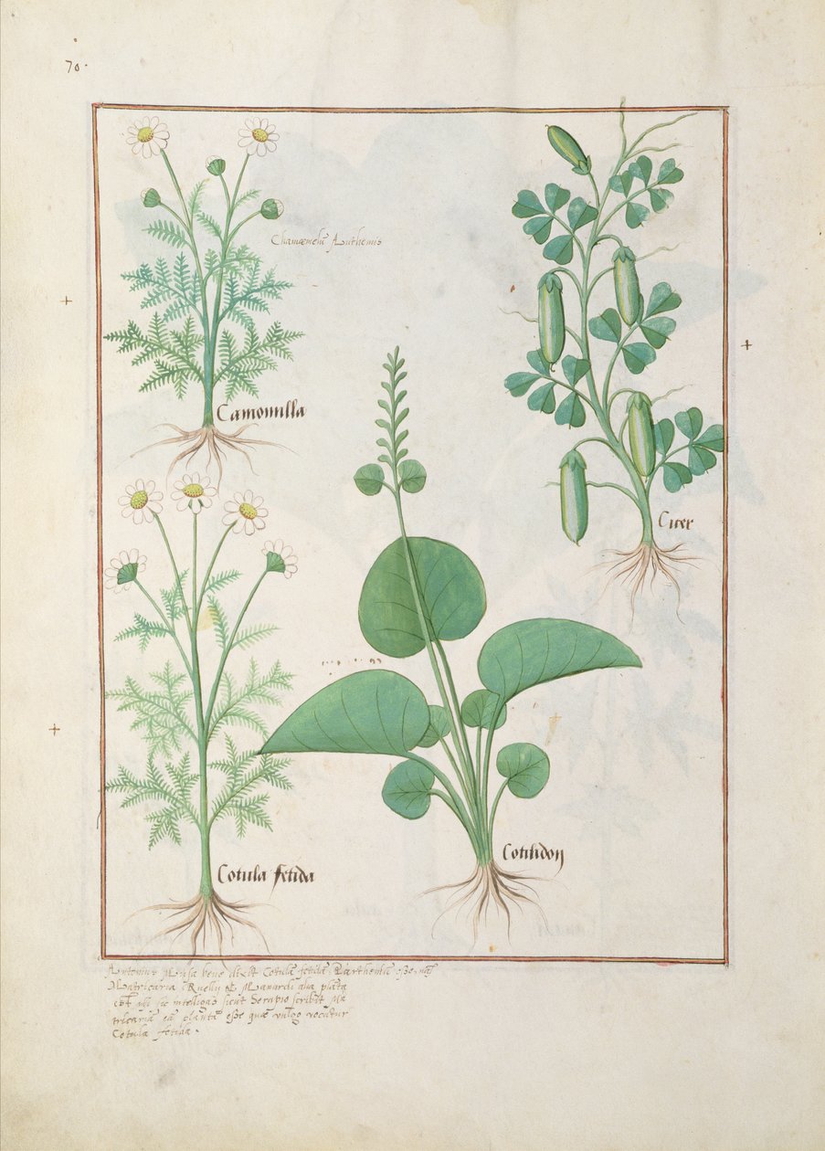 Kamille (øverst til venstre) og agurk (til højre) Illustration fra The Book of Simple Medicines af Matthaeus Platearius 146 af Robinet Testard