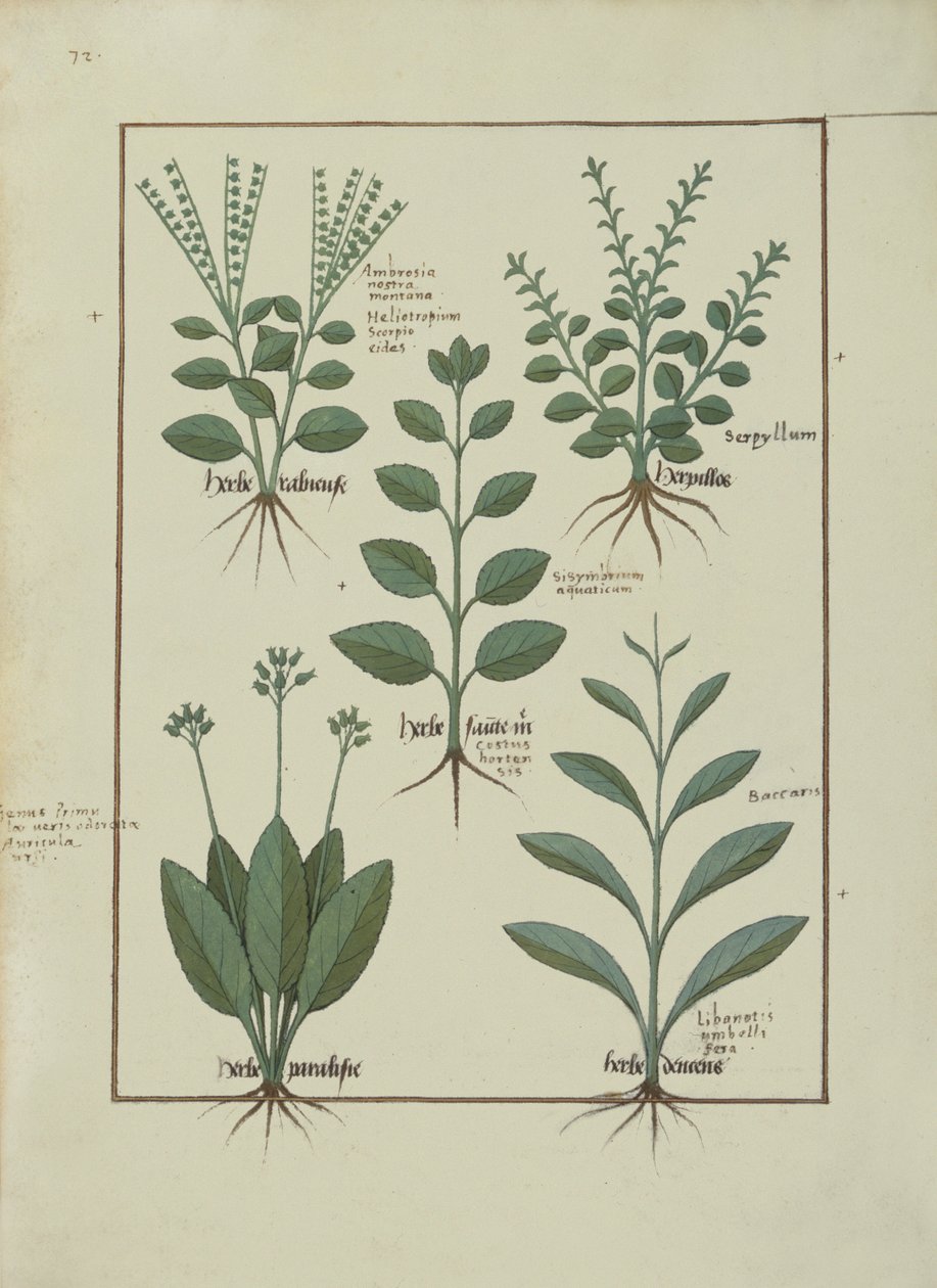 Fru Fr. Fv VI #1 fol.147v Illustration fra The Book of Simple Medicines af Mattheaus Platearius (d.c.1161) c.1470 af Robinet Testard