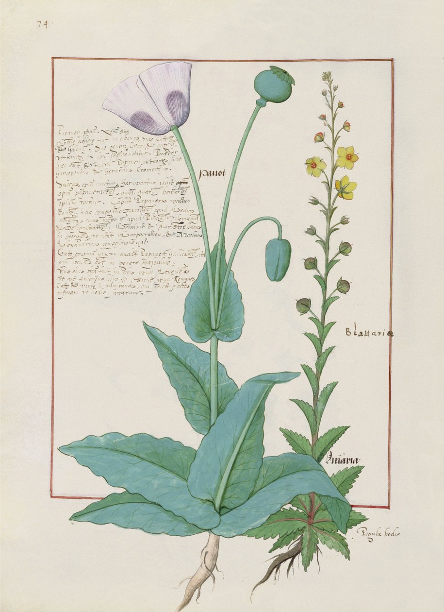 Valmue og figenurt, Illustration fra The Book of Simple Medicines af Mattheaus Platearius 148v af Robinet Testard