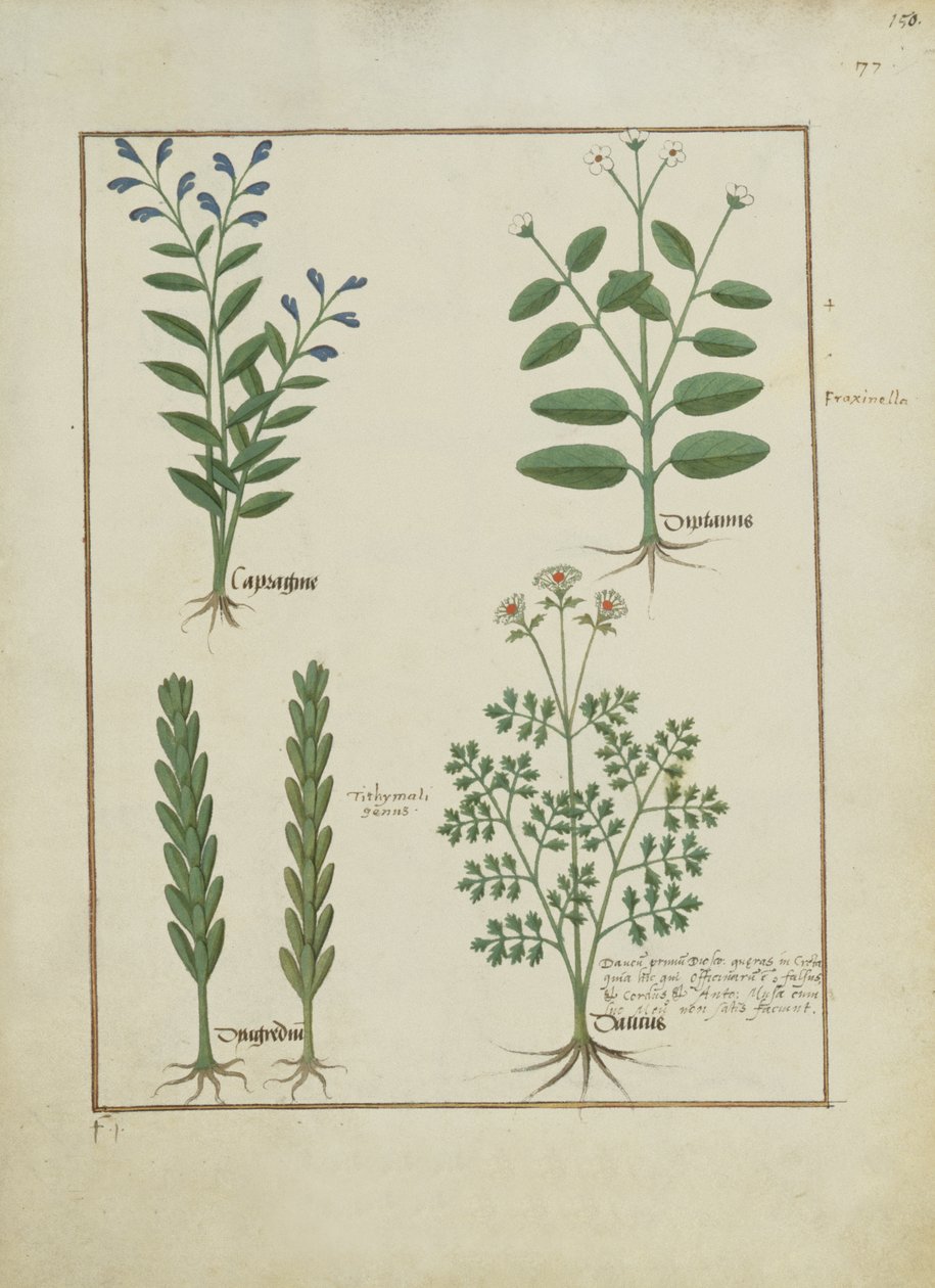 Fru Fr. Fv VI #1 fol.150r Illustration fra Book of Simple Medicines af Mattheaus Platearius (d.c.1161) c.1470 af Robinet Testard